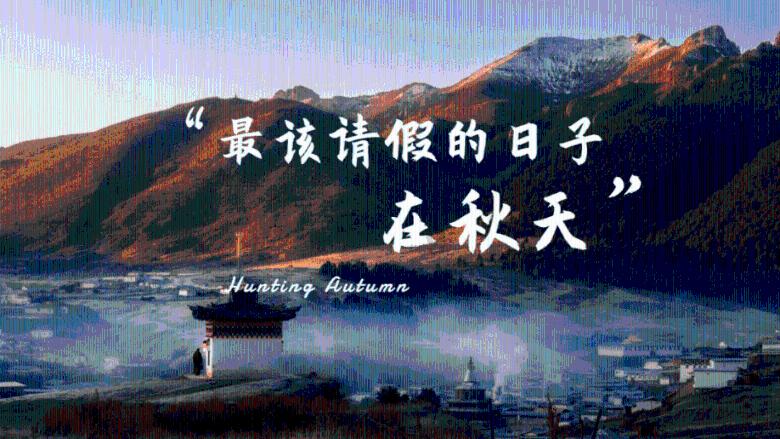 荷兰猪是什么动物啊?-有问必答平台